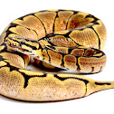 Ball Python