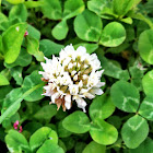 White Clover