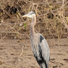 Great blue heron