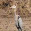 Great blue heron