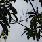 Paradise Jacamar