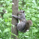 Eastern Gray Squirrel