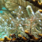 unnamed hydroid