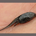Tadpole