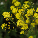 Mustard