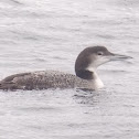 Common Loon