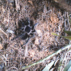 Tarantula