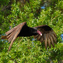 Turkey Vulture