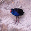Purple swamphen