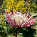 King Protea