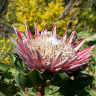 King Protea