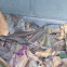 closed-litter rainbow-skink