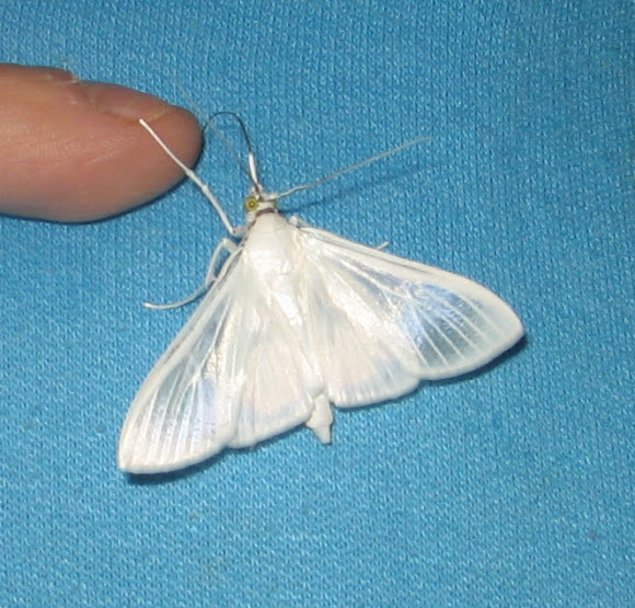 Spotting Image 1