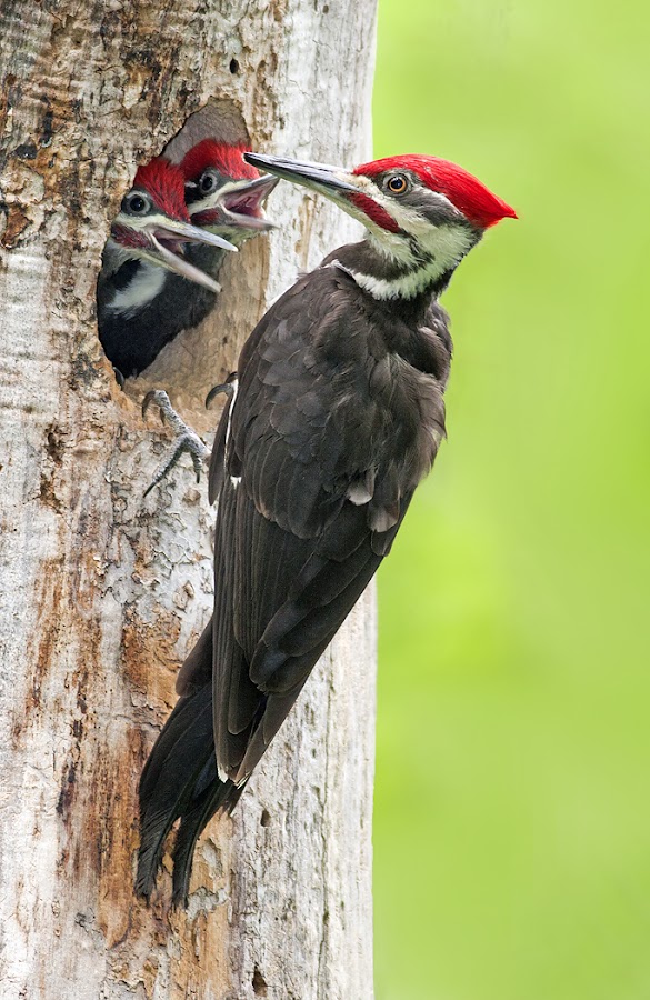 Pileated Woodpecker Family by Rachel Bilodeau - Animals Birds