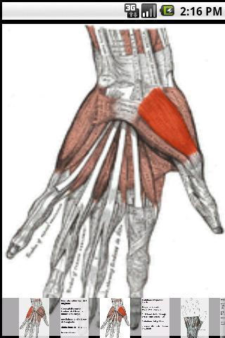 Músculos do membro superior