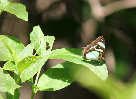 Spotting Image 1