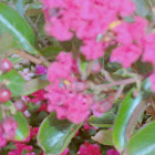 Pink Velour Crape Myrtles
