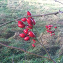 Rose hips