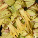 Rapazinhos