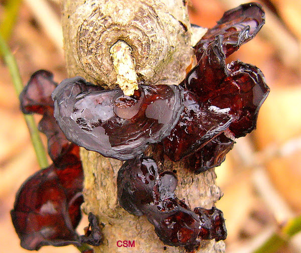 Tree Ear or Witches Butter Project Noah