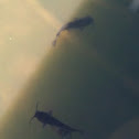 Catfish