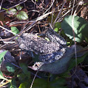 Gray treefrog