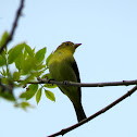 Scarlet Tanager