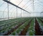 Busco Un Socio Para Proyecto De Agricultura