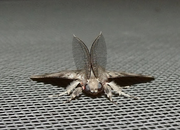 Spotting Image 1