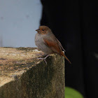 Lesser Antillean Bullfinch