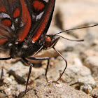 White admiral butterfly