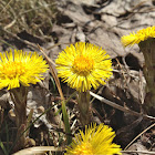 Coltsfoot, Huflattich
