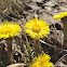 Coltsfoot, Huflattich