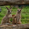 Eastern Grey Kangaroo