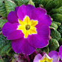 Primula