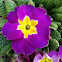 Primula