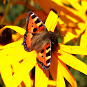 Kleine Vos (Aglais urticae)