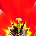 Tulip, tulipán