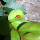 Lady Bug