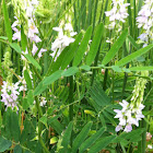 Vetch