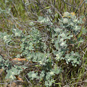 Unknown Plant