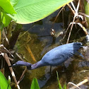 Little blue heron