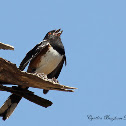 Spotted Towhee