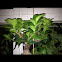 Bonsai