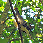 Band-tailed Pigeon