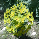 Cypress Spurge