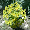 Cypress Spurge