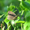 Common Ringlet