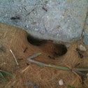 Ants