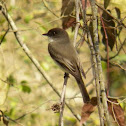 Eastern Phoebe